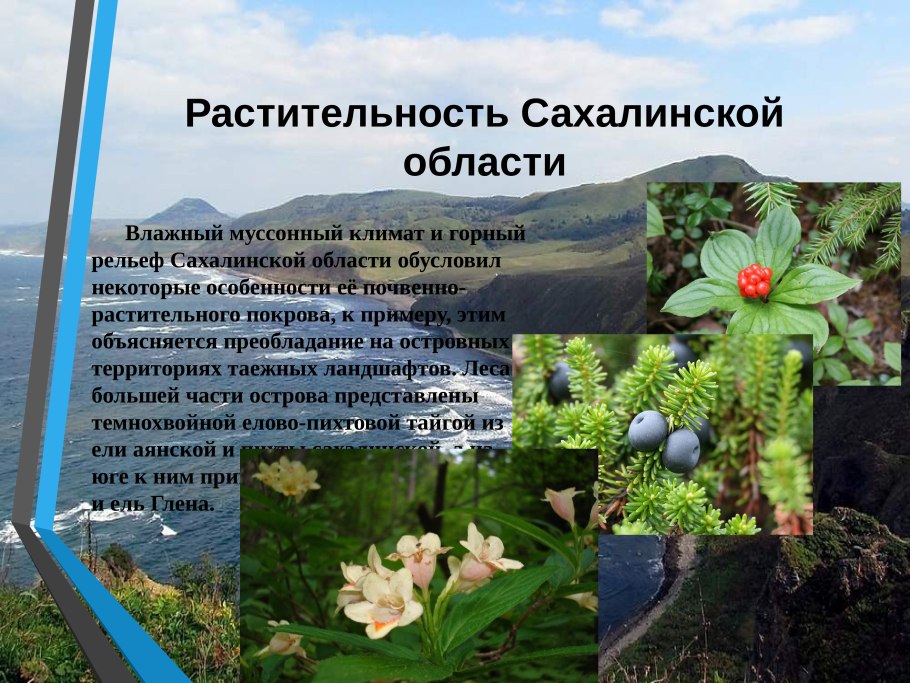 Растительный мир Сахалинской области
