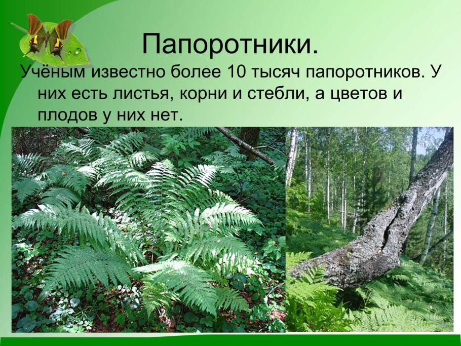 Папоротники 3 класс