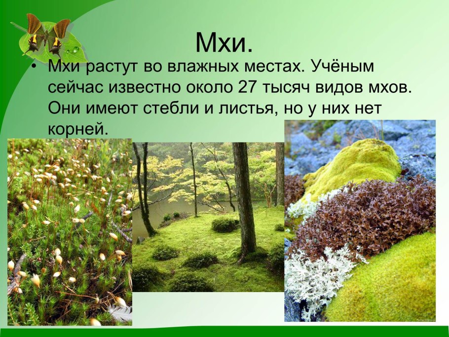 Разнообразие растений мхи