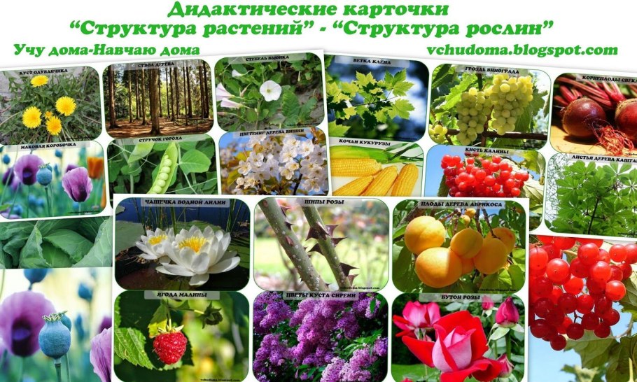 Многообразие растительного мира