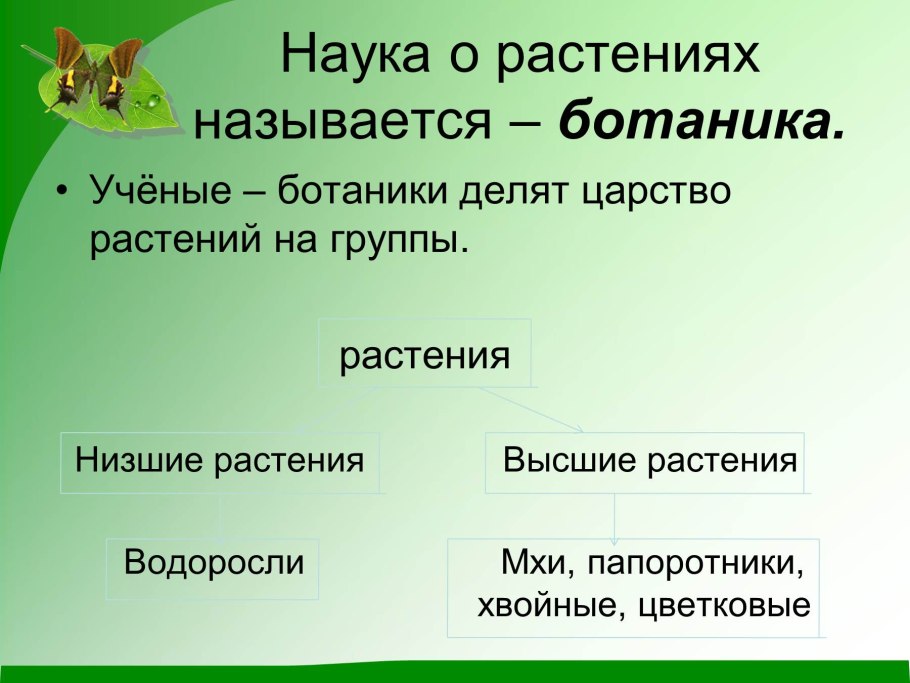 Царство растений