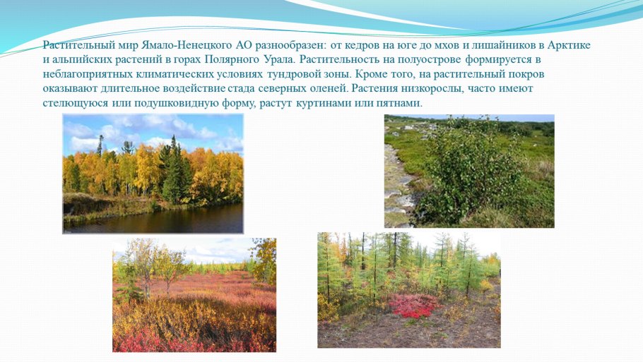 Разнообразие природы Ямала
