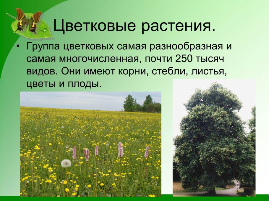Виды цветковых растений