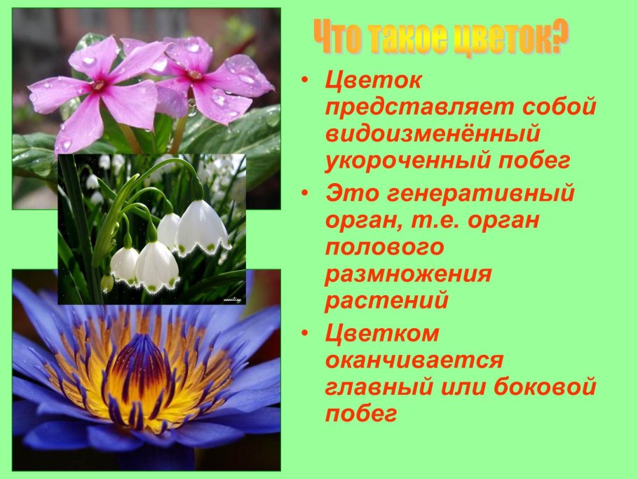 Презентация на тему цветы