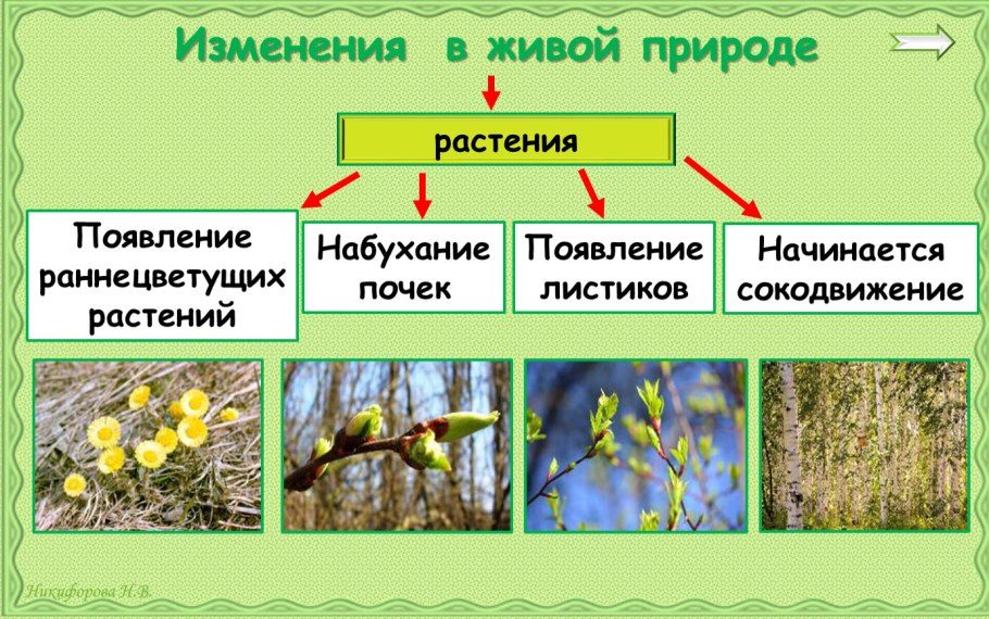 Весенние изменения в живой природе