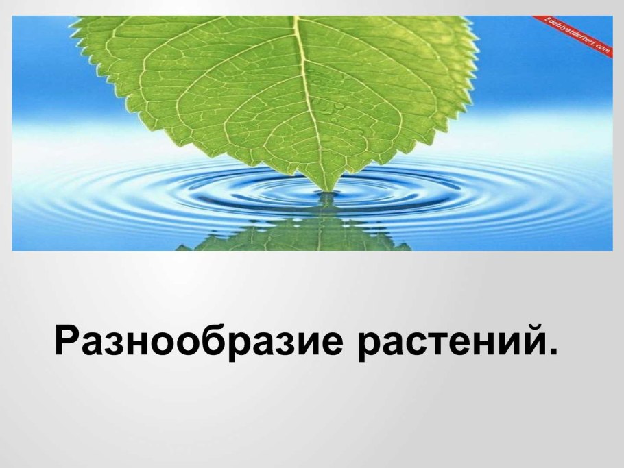 Разнообразие растений 2 класс
