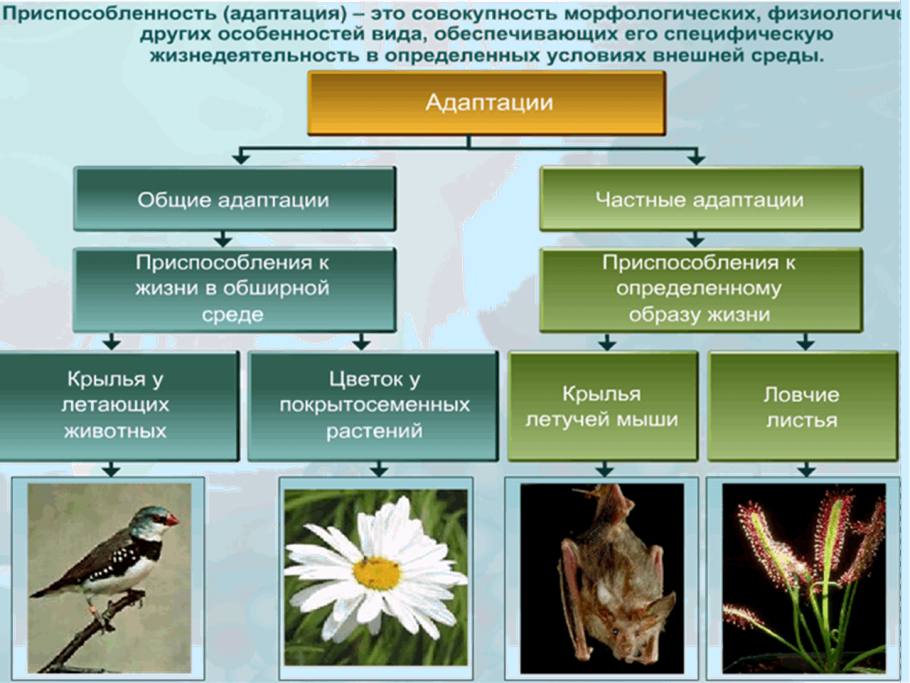 Приспособленность организмов