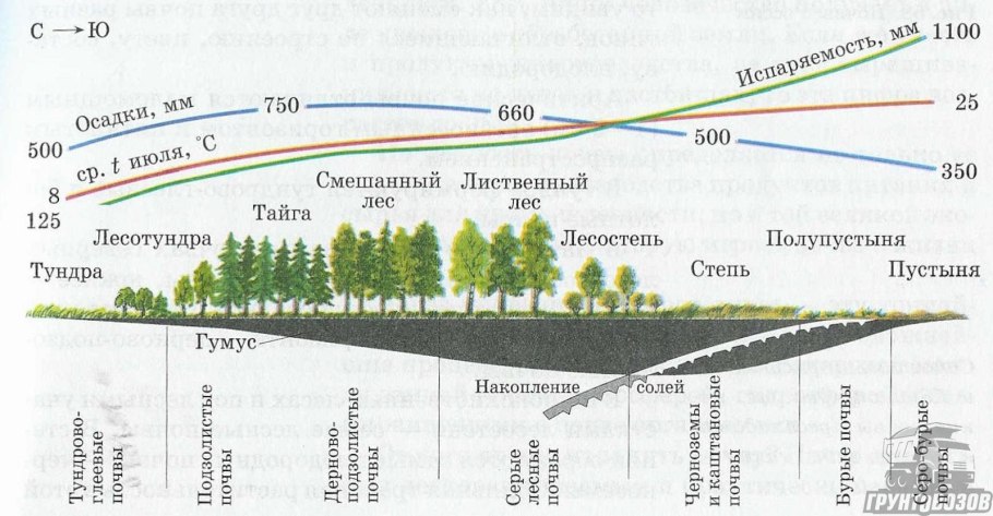 Таблица по географии 8 класс закономерности распространения почв