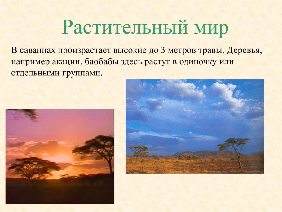 Природная зона саванны Африки растительный мир