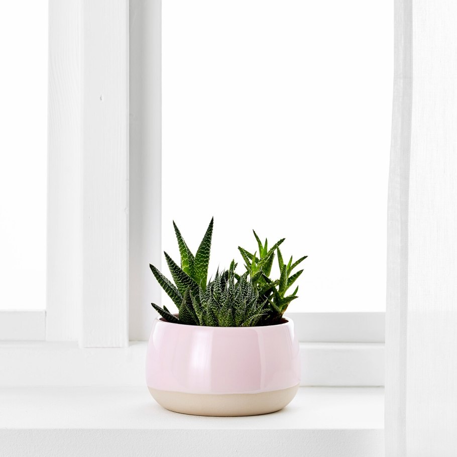 Цветок ikea Fejka