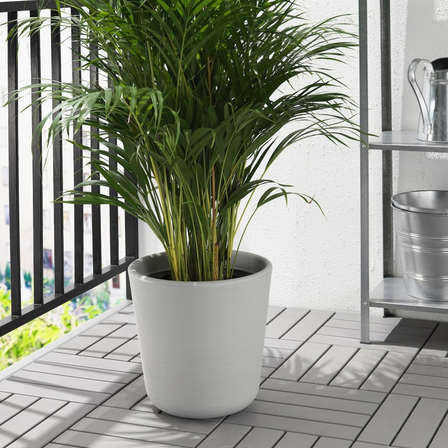 Persillade Персилладе