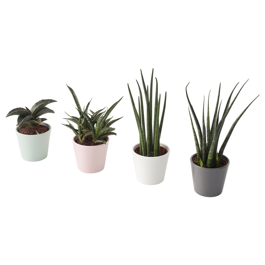 Fejka фейка искусственное растение