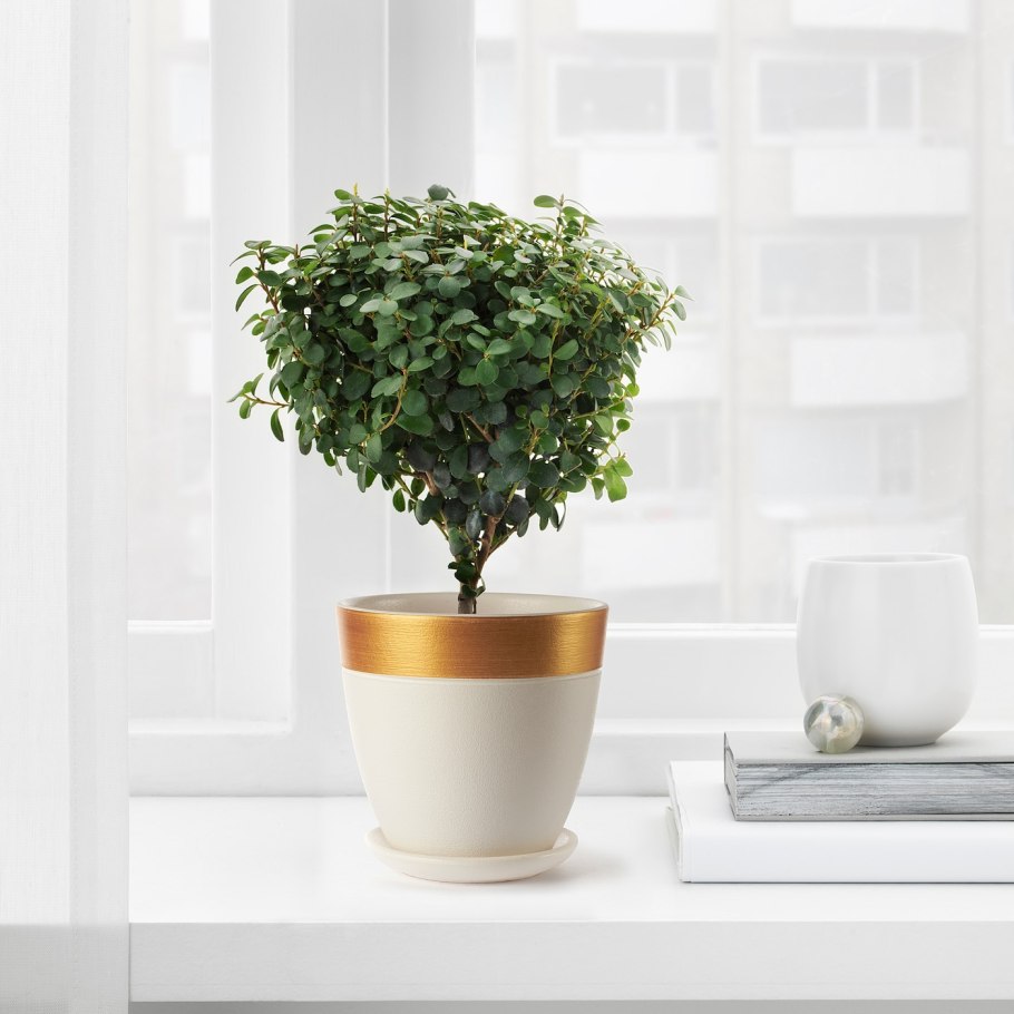 Икеевские искусственные растения