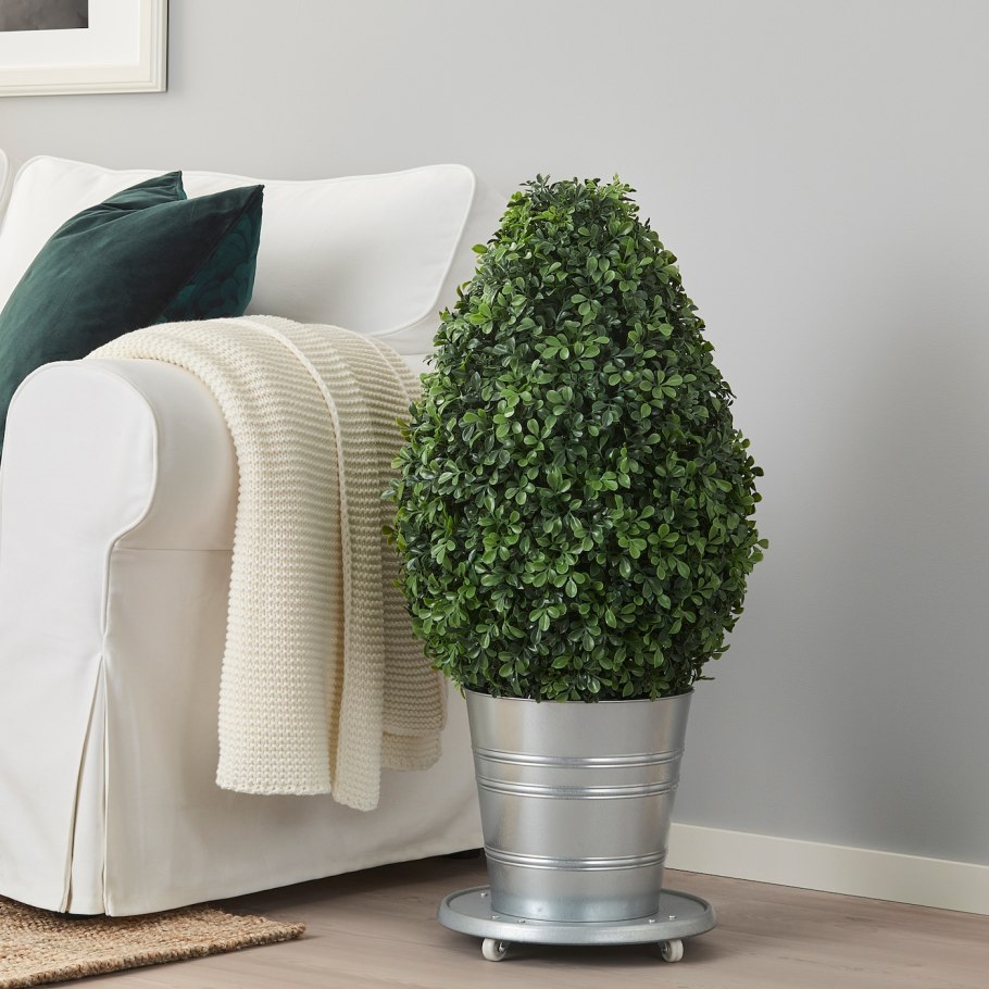 Дипсис лютесценс