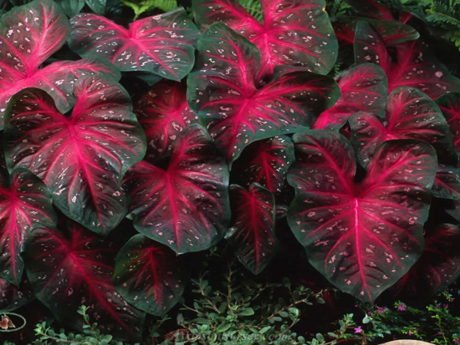 Caladium Kelly/каладиум Келли