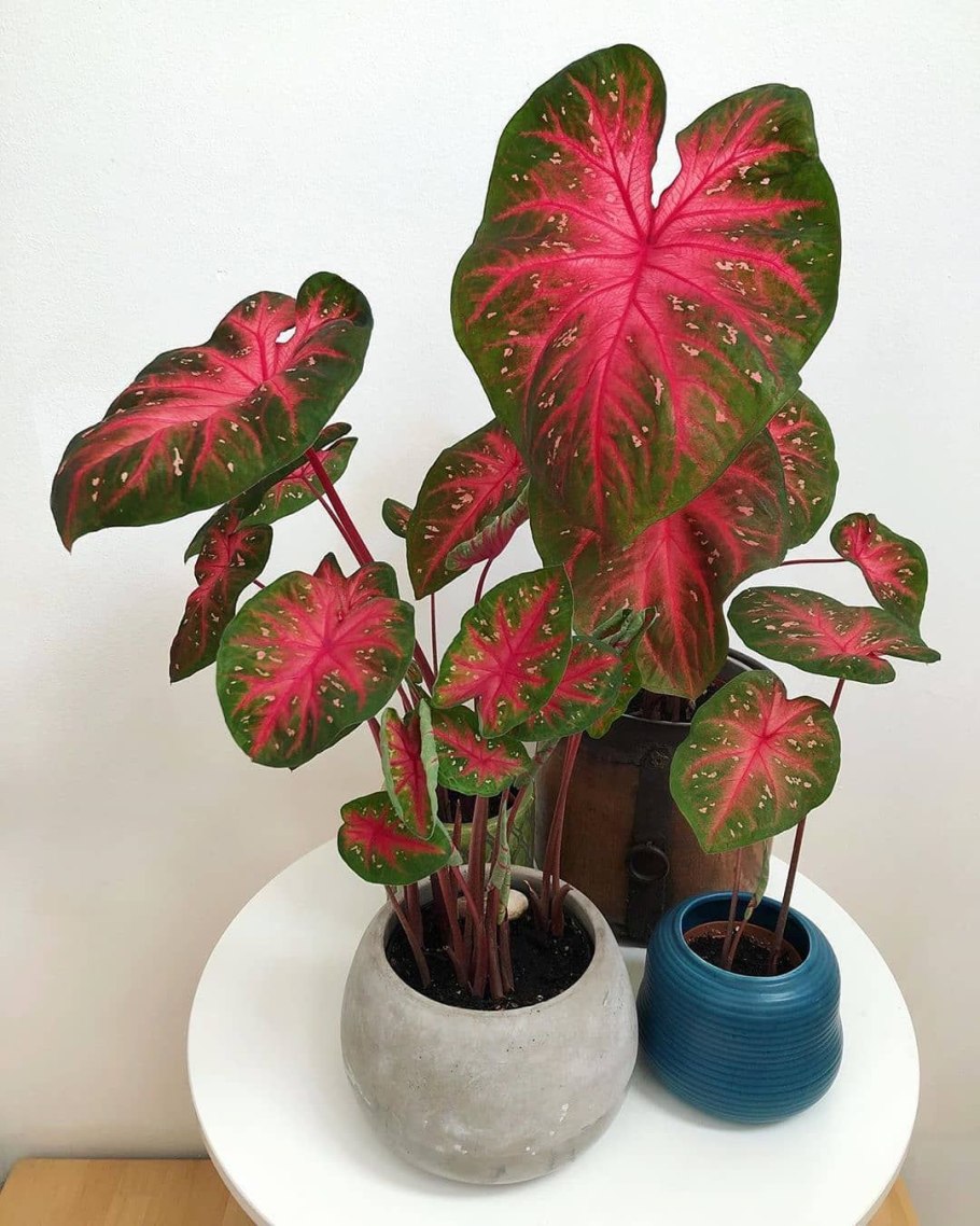 Каладиум bicolor Red