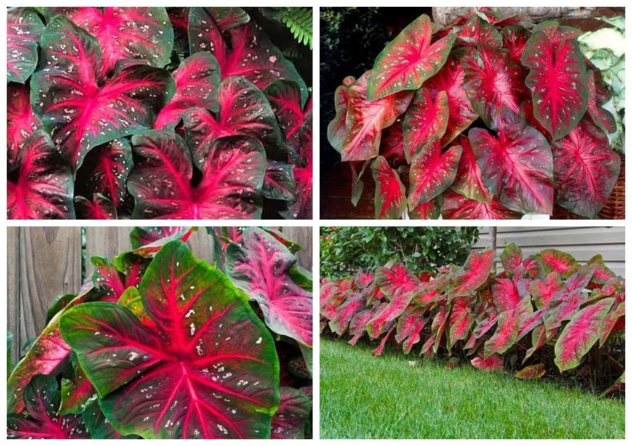 Каладиум двухцветный