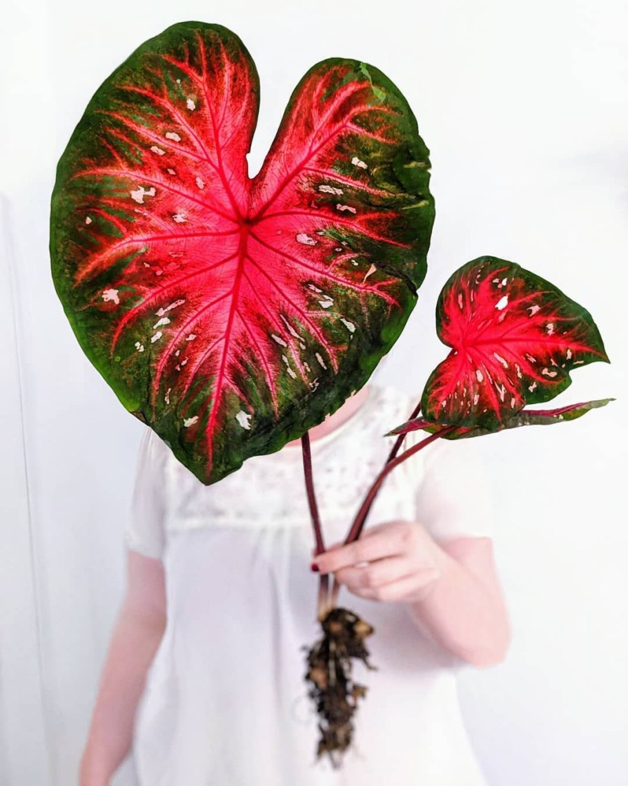 Каладиум Кротон