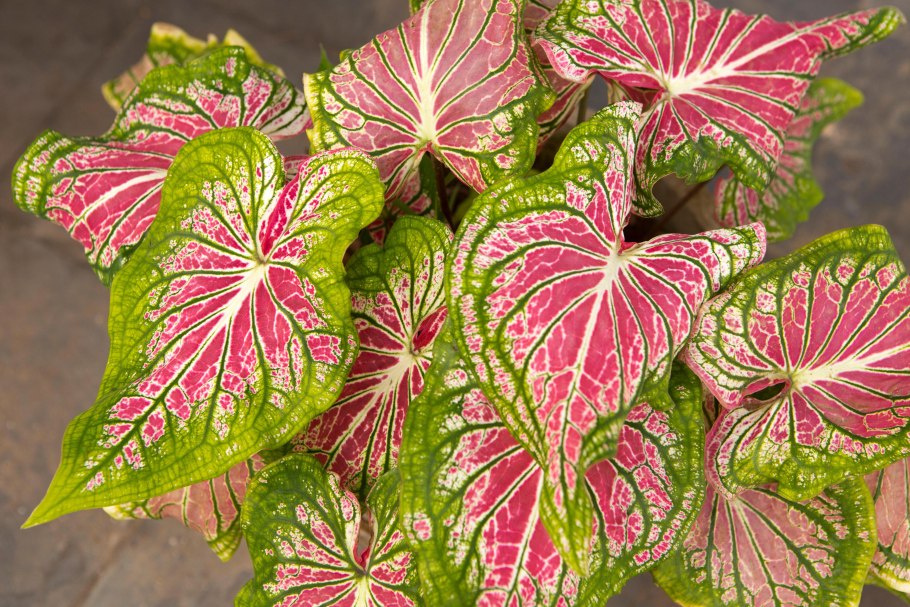 Каладиум Blaze