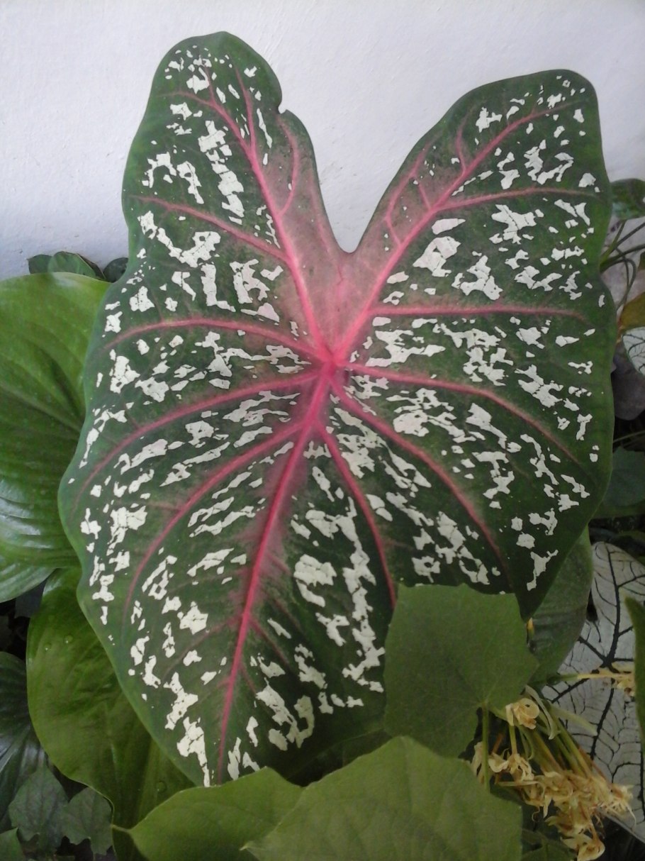 Каладиум биколор