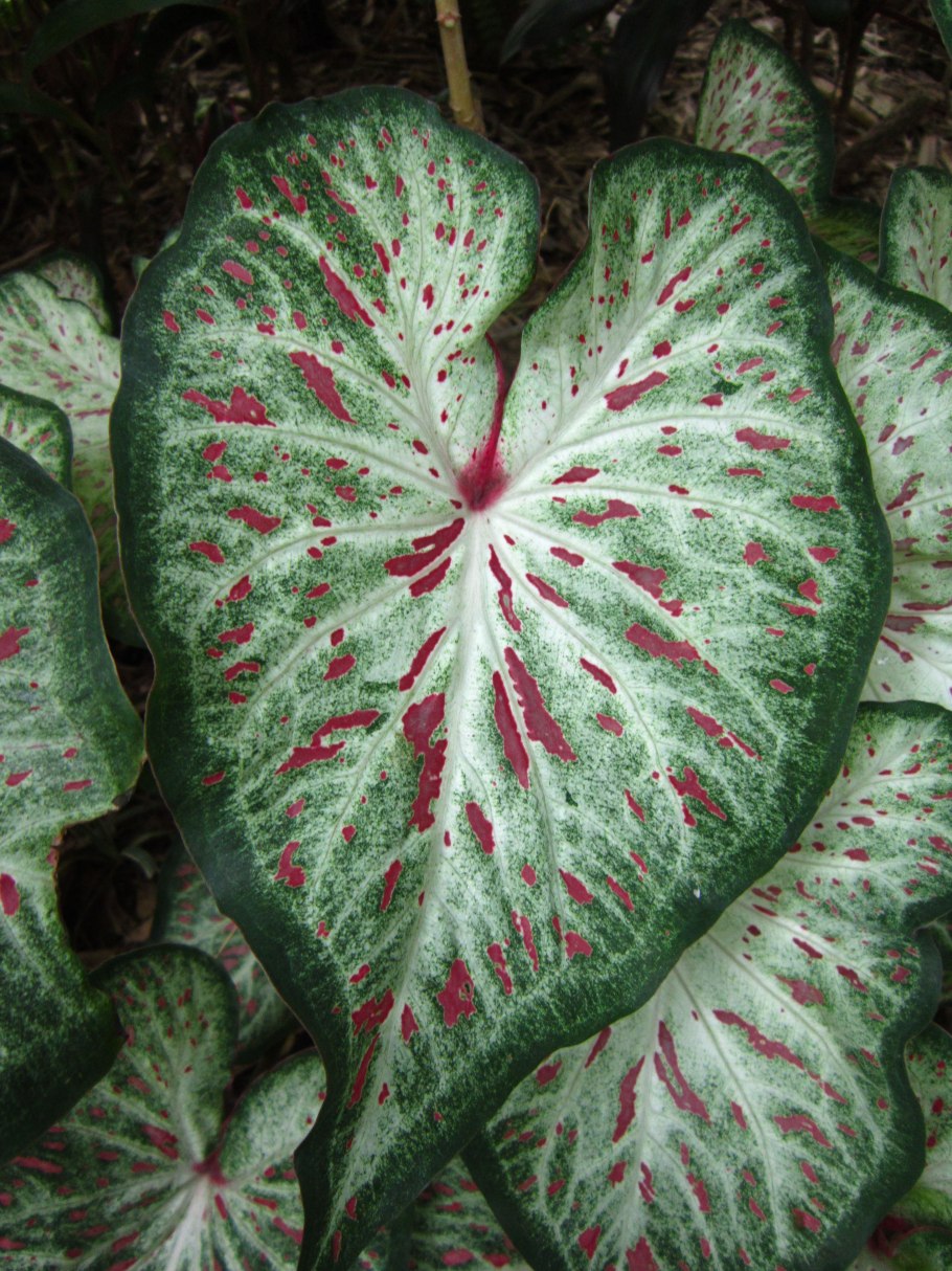 Caladium Kelly/каладиум Келли