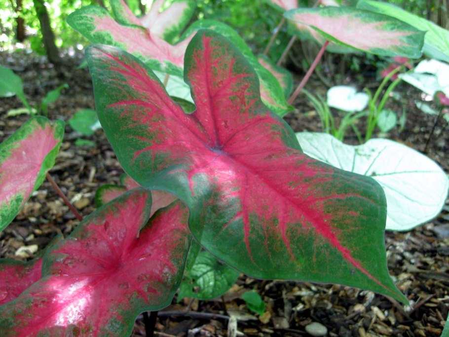 Каладиум Red Flash