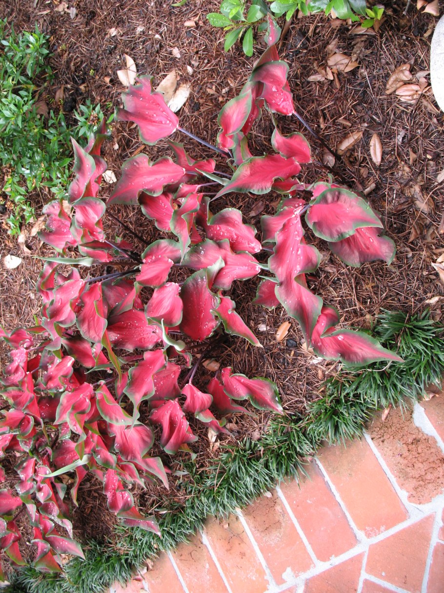 Каладиум Белла