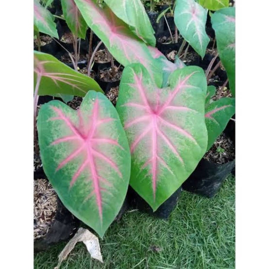 Каладиум Lemon blush