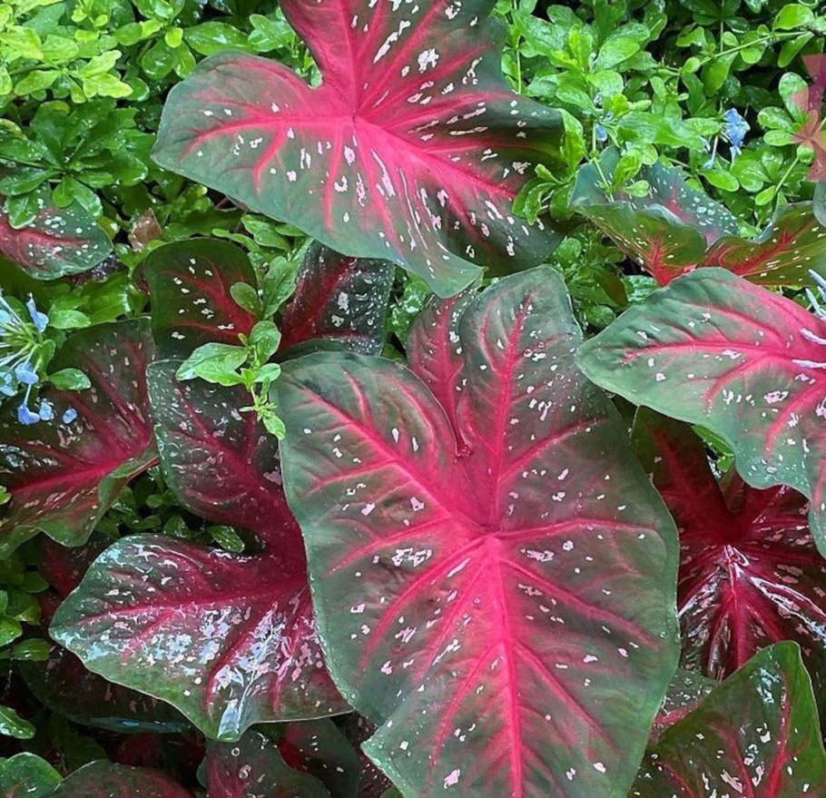 Каладиум красный