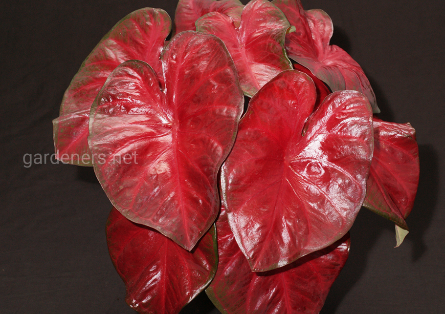 Каладиум Кротон