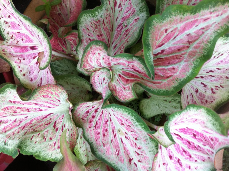 Caladium Plants