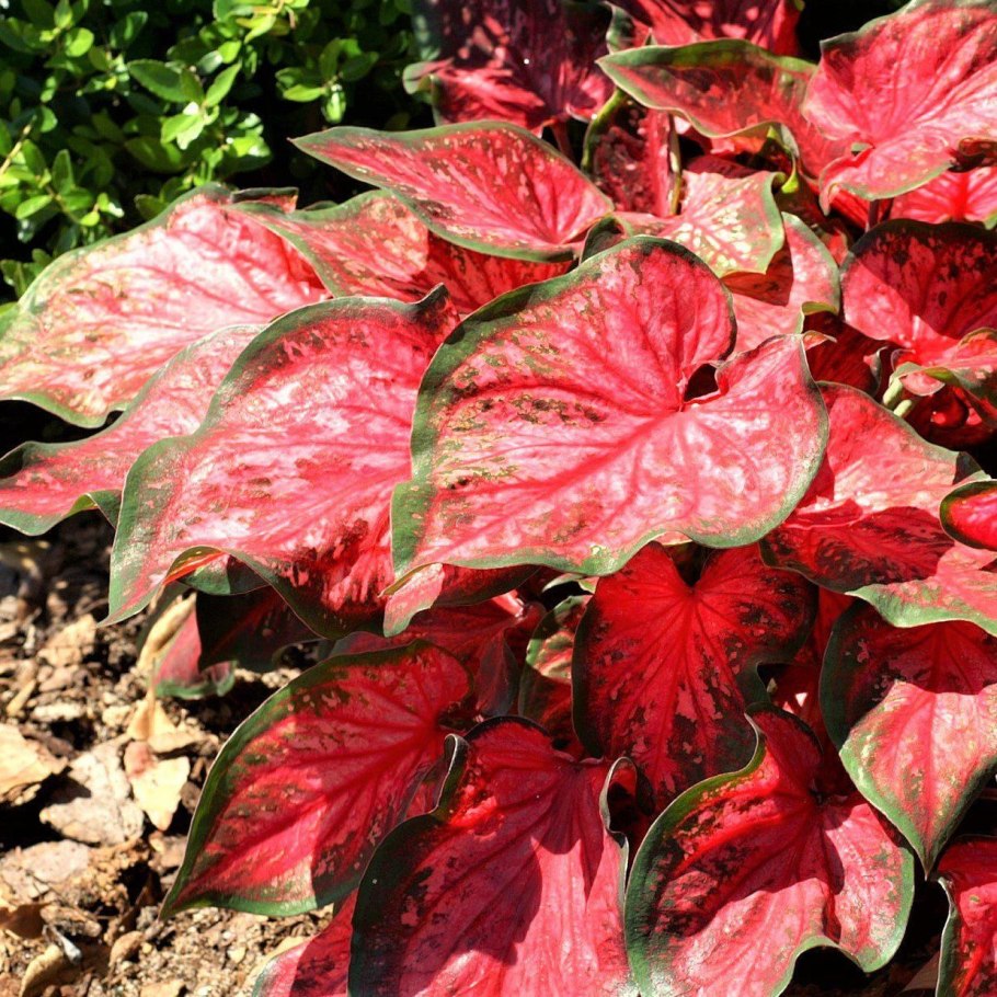 Калатея каладиум