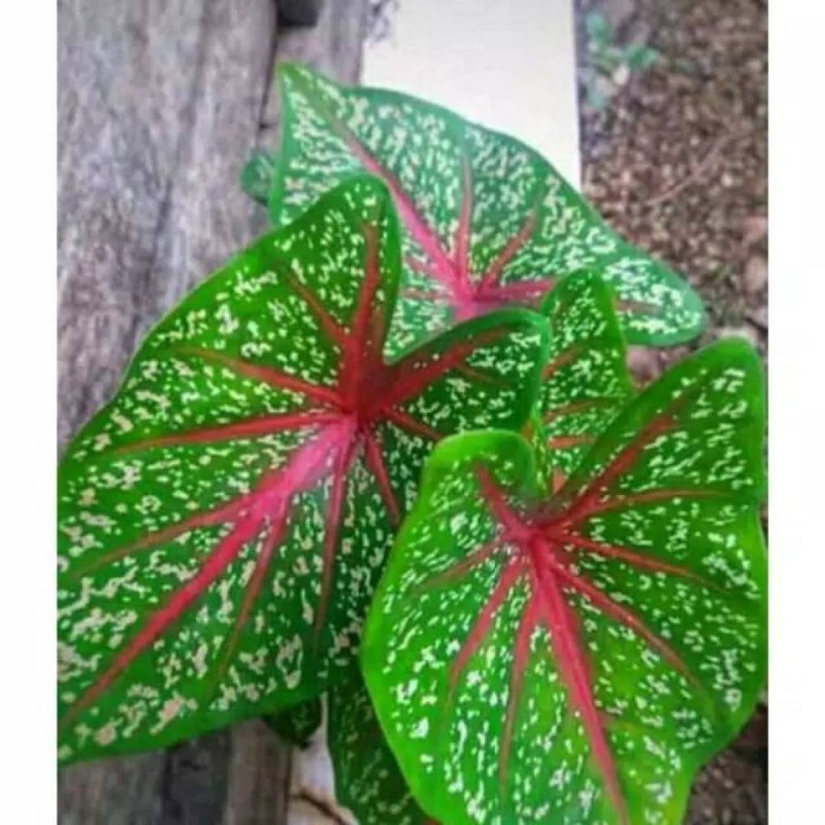 Каладиум Elise