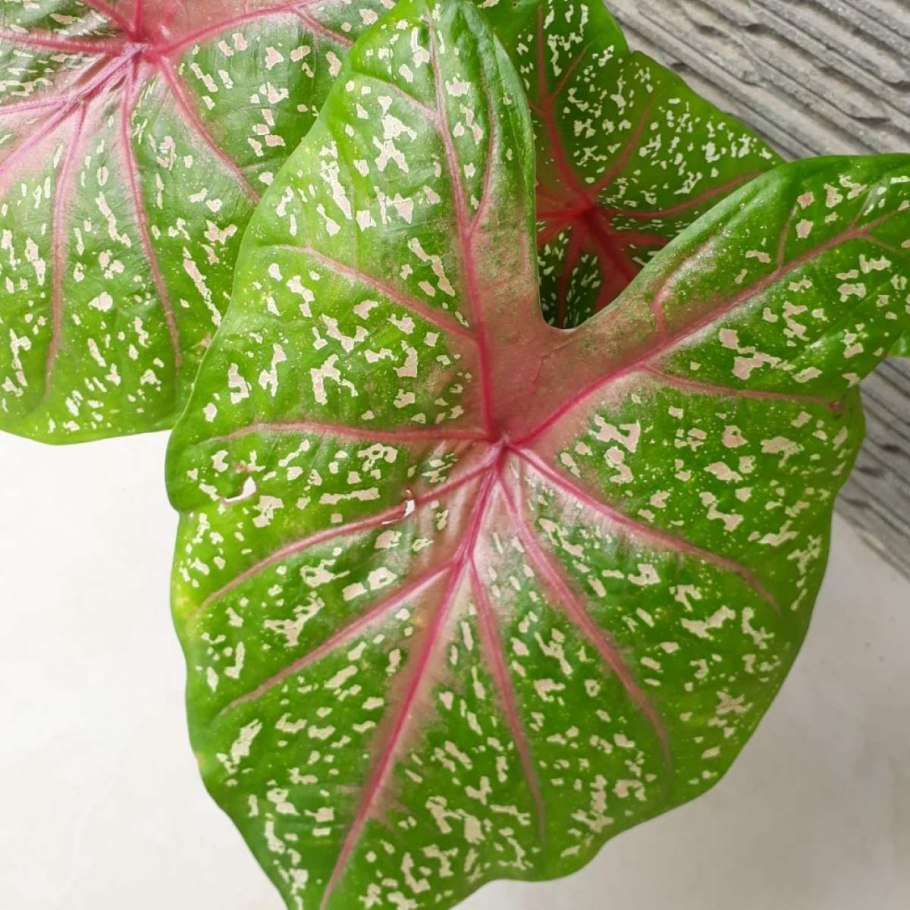 Каладиум Cherry Tart