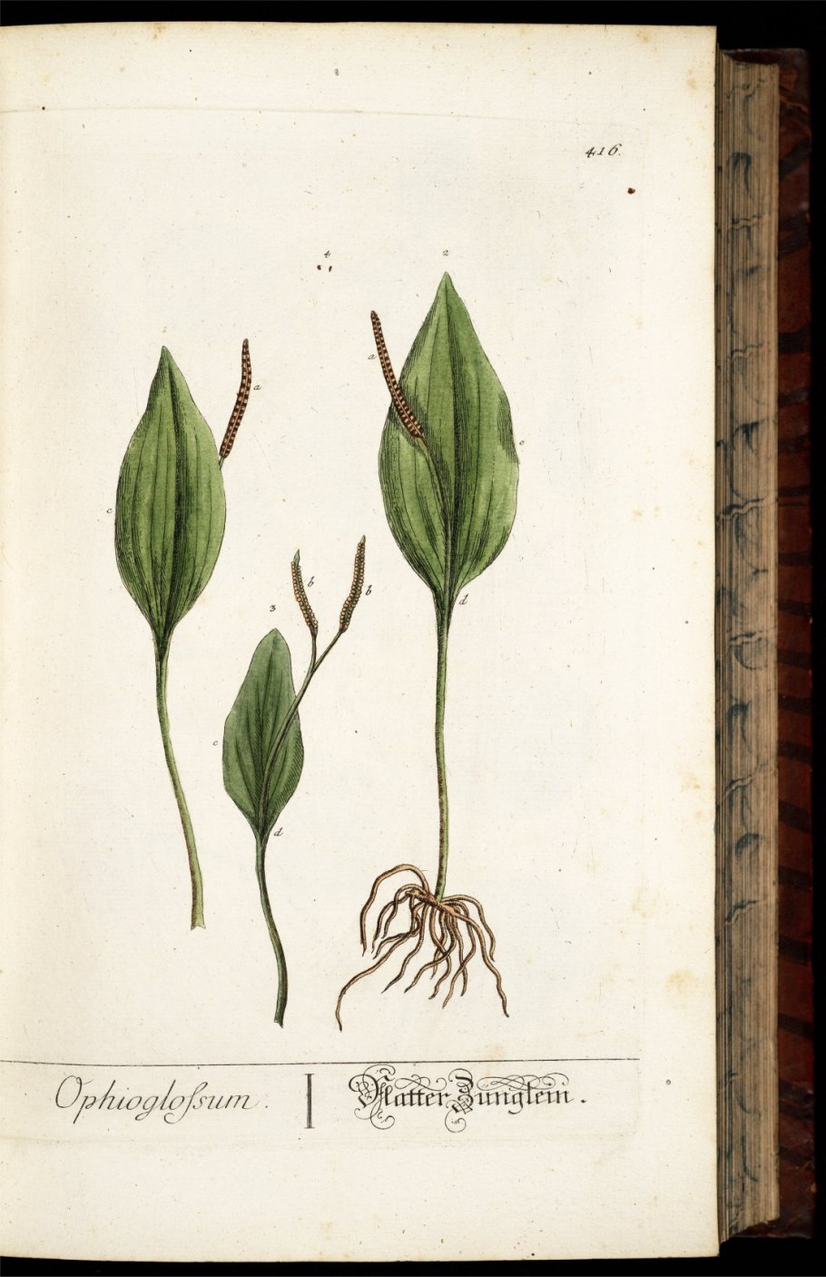 Ophioglossum vulgatum гербарий