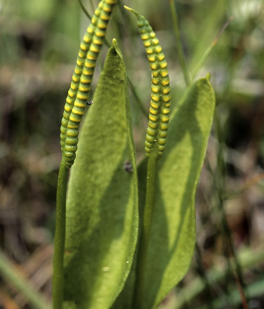 Botrychium Lunaria