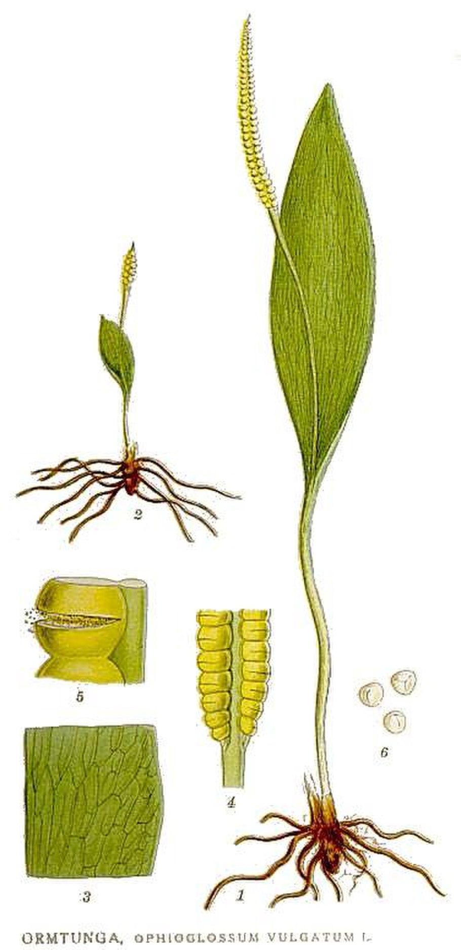 Ужовник обыкновенный (Ophioglossum vulgatum)