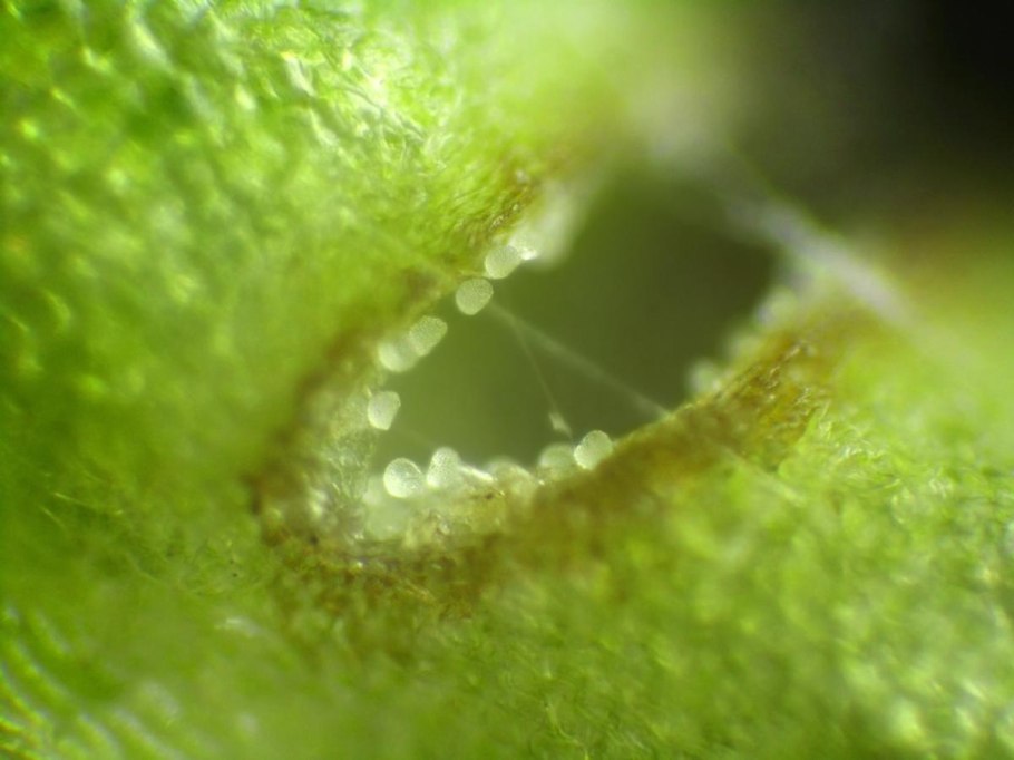 Ophioglossum lusitanicum