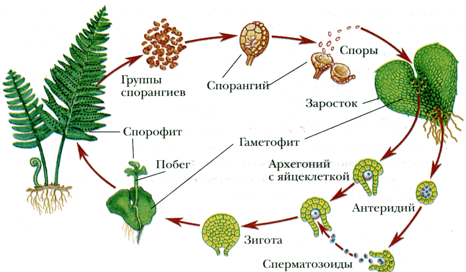 Гаметофит ужовника