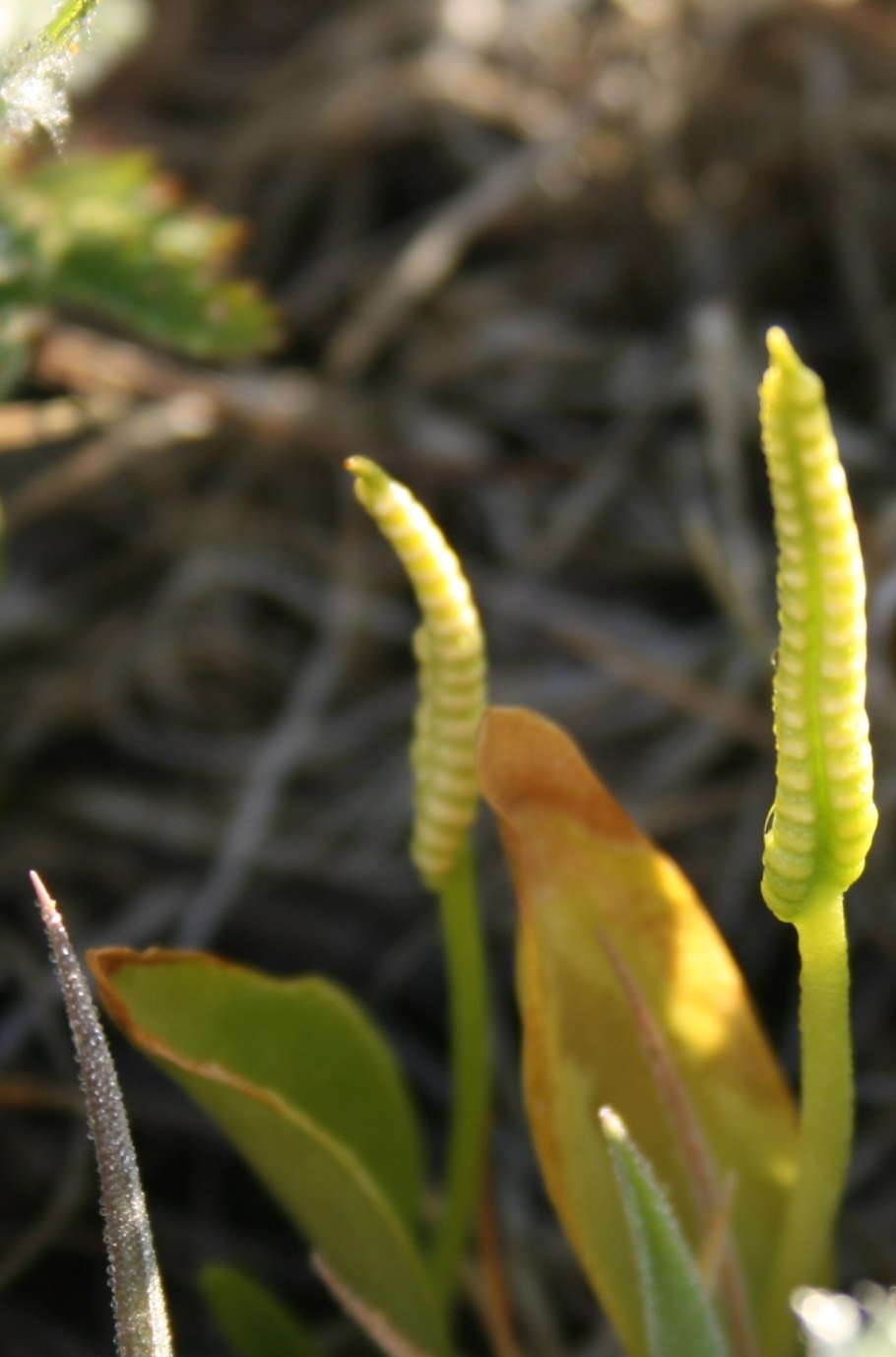 Ophioglossum malviae