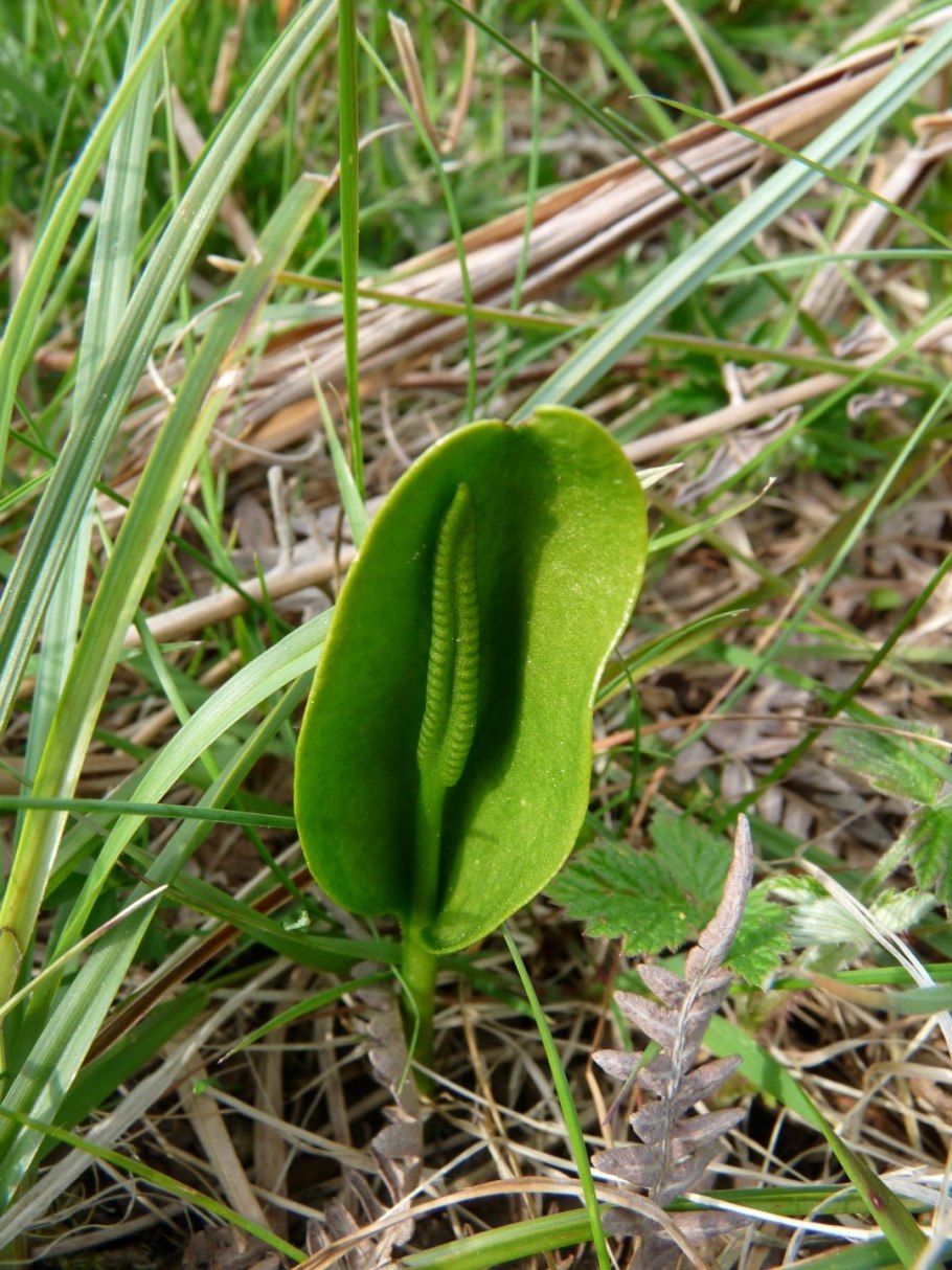 Ophioglossum vulgatum - ужовник обыкновенный рисунок