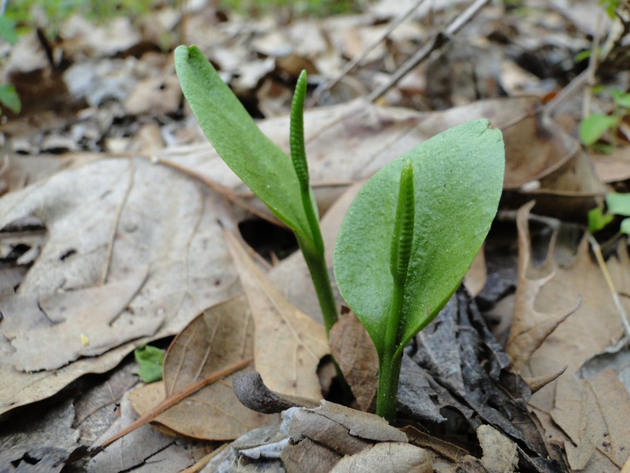 Ophioglossum vulgatum - ужовник обыкновенный рисунок