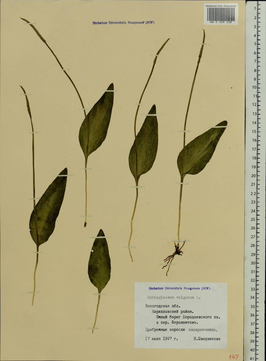 Ужовник обыкновенный (Ophioglossum vulgatum)