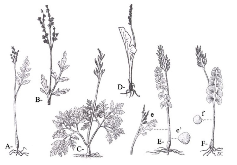 Гроздовник полулунный (Botrychium Lunaria)