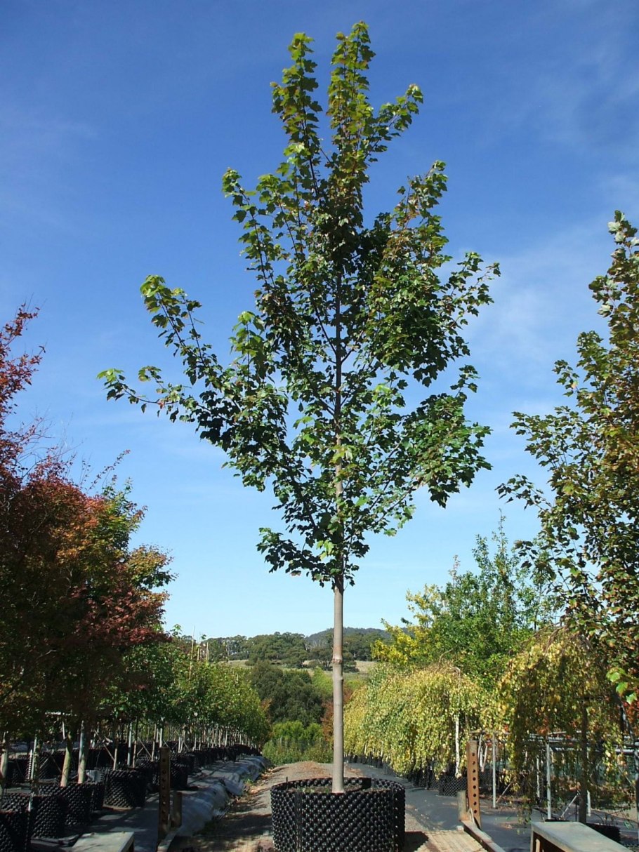 Дуб черешчатый Quercus Robur 'Fastigiata'