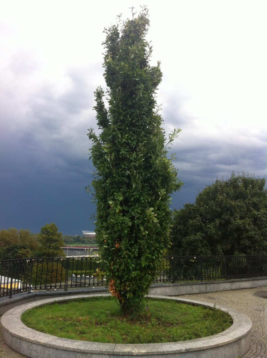 Дуб черешчатый Quercus Robur 'Fastigiata'