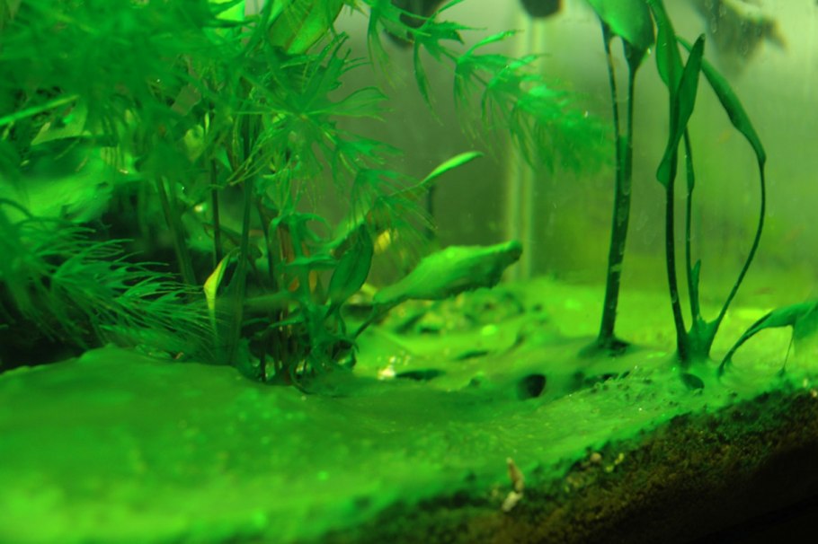 Коралл морской бриариум