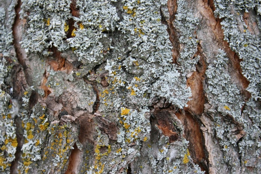 Накипной лишайник на коре
