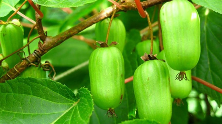 Актинидия коломикта Лиана