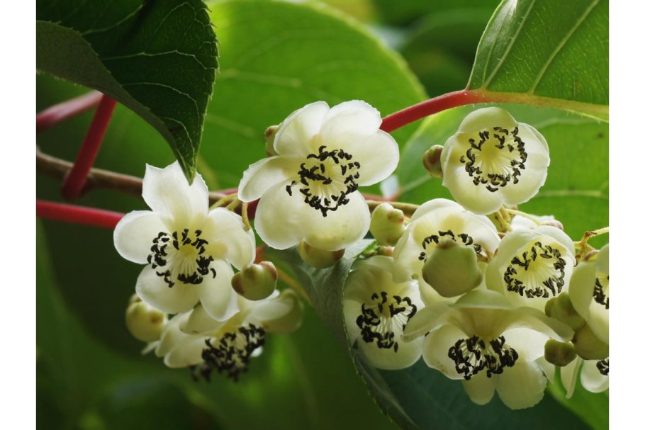 Актинидия коломикта Лакомка